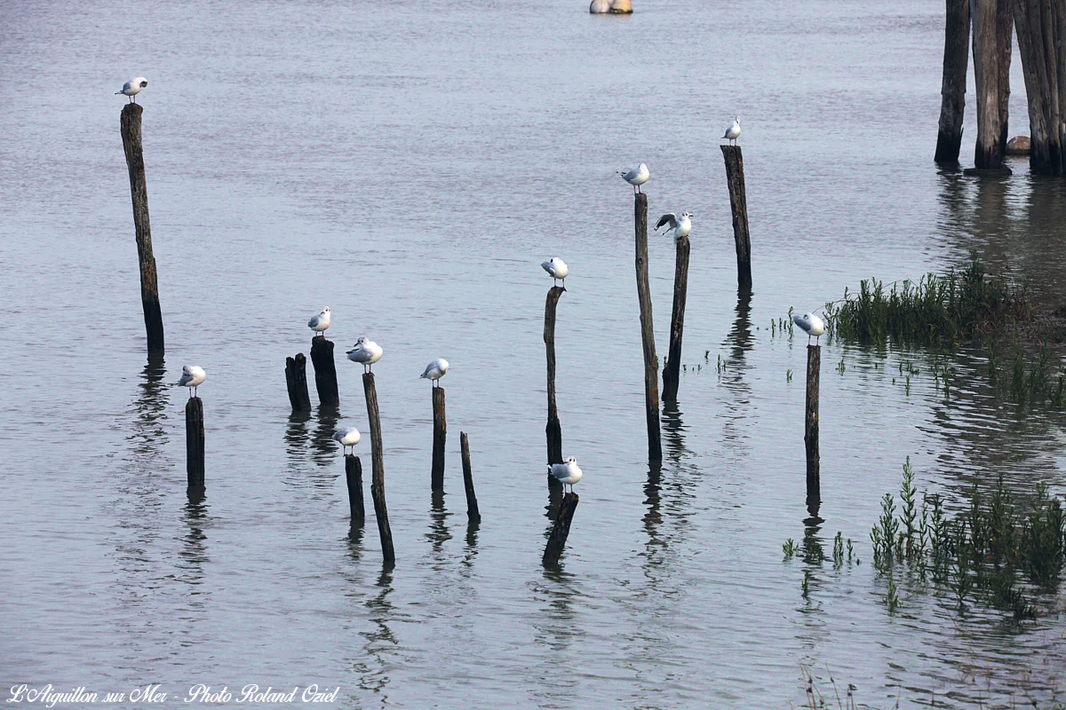 camping dansle sud vendée - visite paysages nature