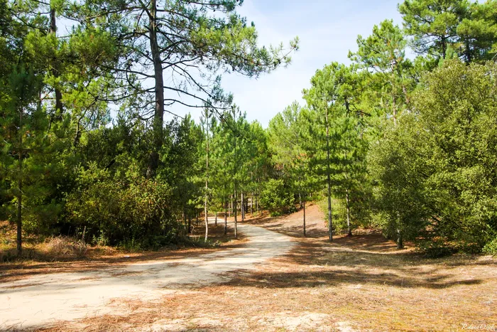 forêt de sapin au bord de la plage de Saint-Jean-de-Monts