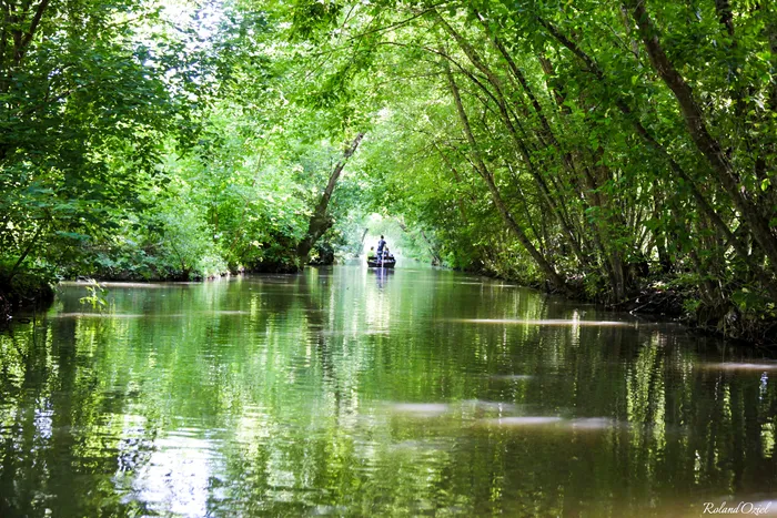 Canal ombragé de la Venise verte avec barque glissant sous une voûte d’arbres