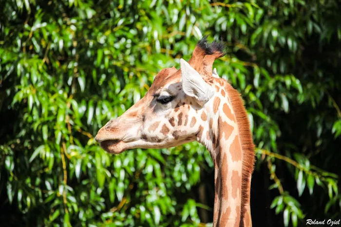 Portrait de profil d'une girafe au Zoo des Sables-d'Olonne sur un fond de végétation flou.