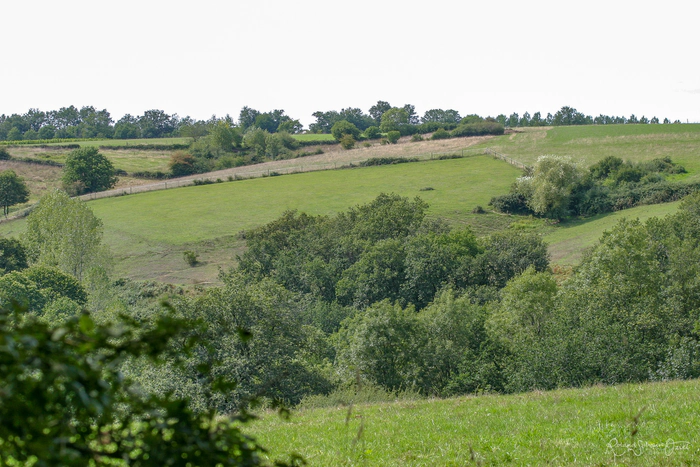 Le bocage vendéen à l'horizon