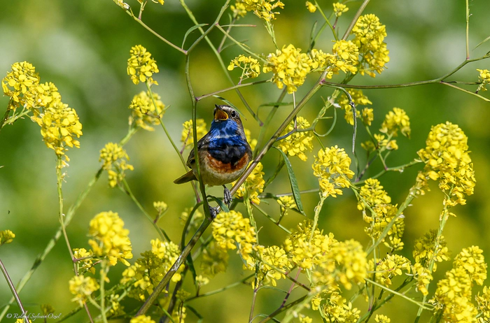 Un oiseau qui chante dans les forets vendéennes