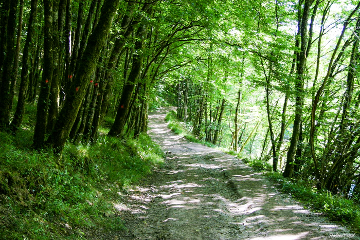 Un sentier en foret en Vendée